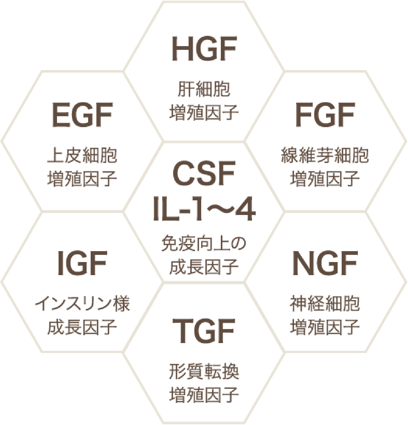 HGF 肝細胞増殖因子 FGF 線維芽細胞増殖因子 NGF 神経細胞増殖因子 TGF 形質転換増殖因子 IGF インスリン様成長因子 EGF 上皮細胞増殖因子 CSFIL-1～4 免疫向上の成長因子